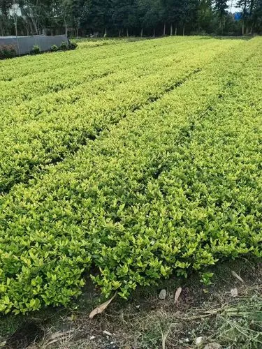 米乐m6官网：网球拍弹簧线怎么安装的